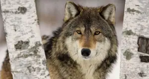 plan-loup-polémique