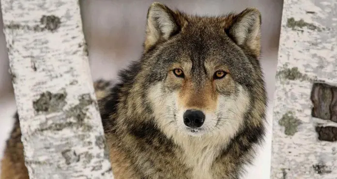 plan-loup-polémique