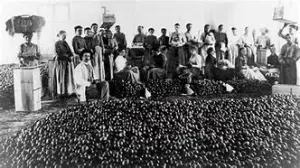 Histoire du citron de Menton