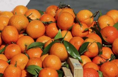 fruits-légumes-saison