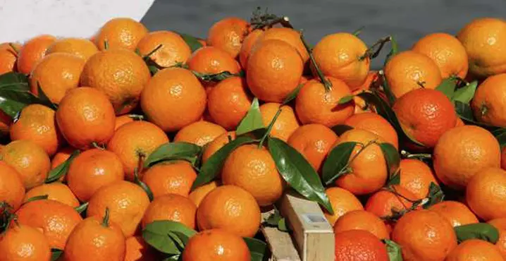 fruits-légumes-saison