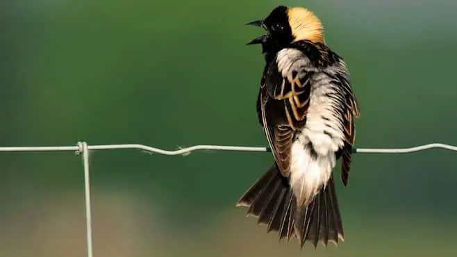 disparition-oiseaux-cultures