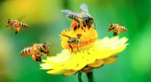 neonicotinoides-abeilles