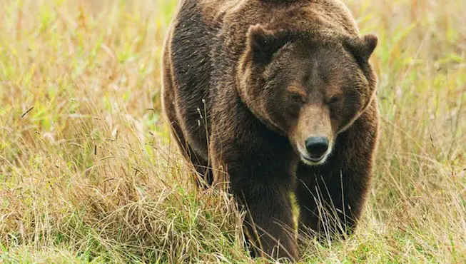 reintroduction-ours-bearn