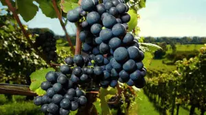 bretagne-renaissance-vignobles