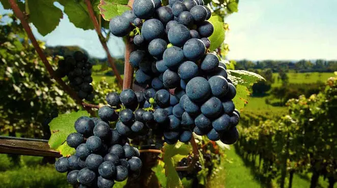 bretagne-renaissance-vignobles