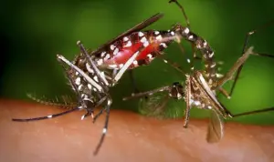 moustique-tigre-invasion