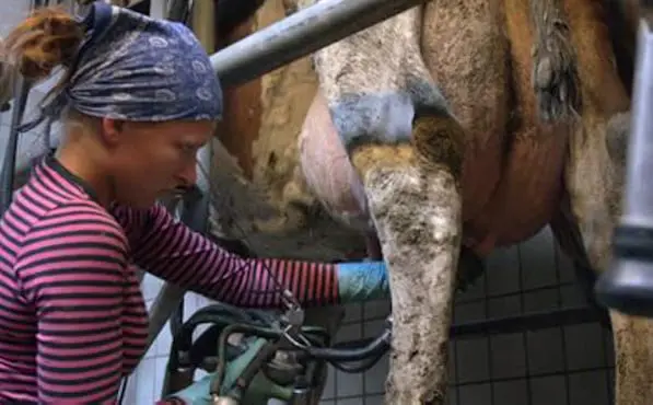 paysans-français-lait