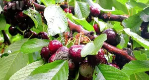 cerises-fruit-insecte