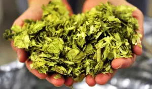 culture-houblon-agriculture