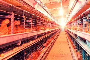 Poules en batteries