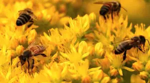 pesticides-neonicotinoides-interdiction