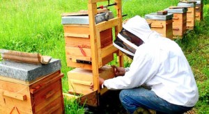 apiculteur vigilant sur la disparition des abeilles