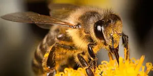 La disparition des abeilles a des conséquences critiques sur la pollinisation