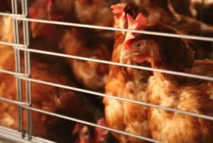 Poules élevées en batteries