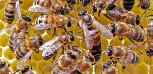 La Reine des abeilles à miel