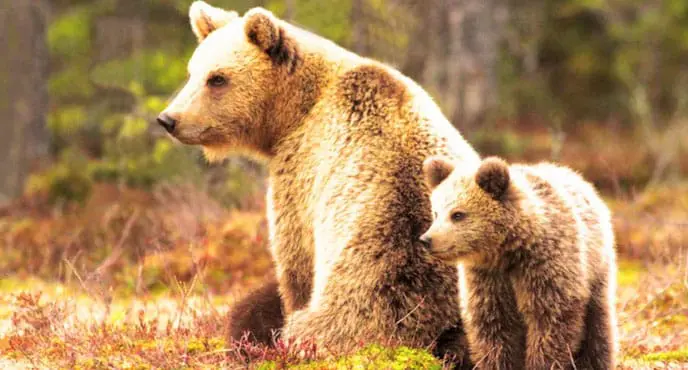 Réintroduction-de-l'ours