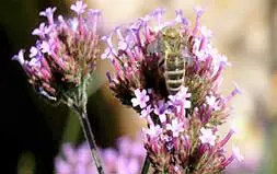 Butinage Dune Abeille A Mieljpg 1 1