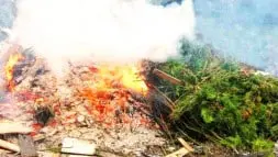Brulage De Dechets Verts