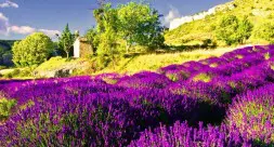 Champs De Lavande 1