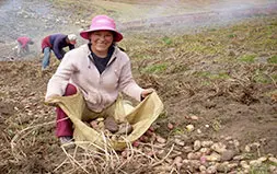 Papas Nativas 800x500 1