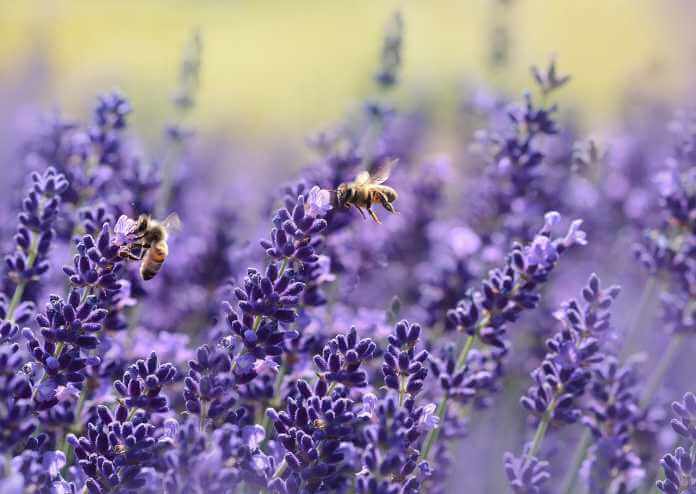 des abeilles butinent des fleurs de lavande