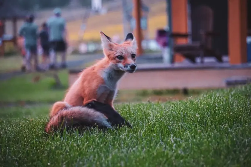 biodiversité: un renard en ville