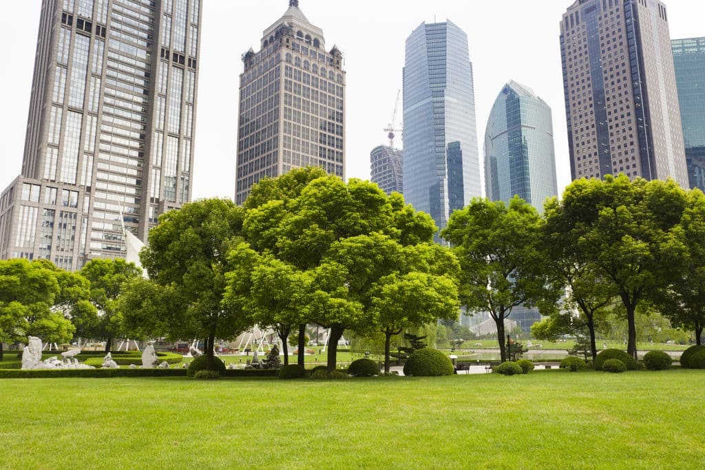 arbre en ville