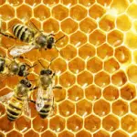 Les Abeilles dans la ruche