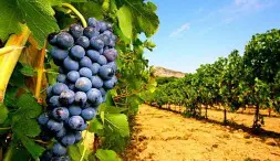 Les Vins Franc Ais Sont Un Atout Touristique