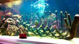 Museum Aquarium De Nancy