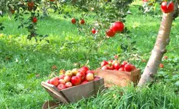 Pommes Sous Des Pommiers