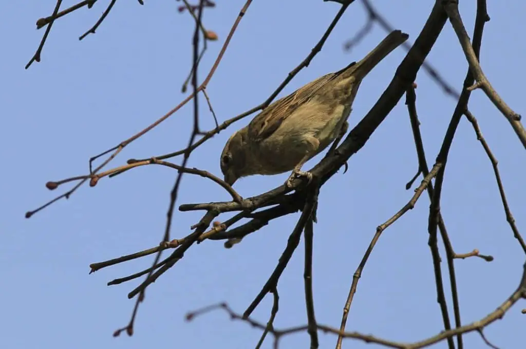 un moineau sur une branche d'arbre
