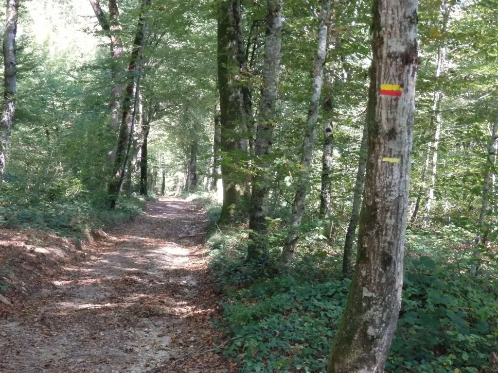 la forêt de Besançon