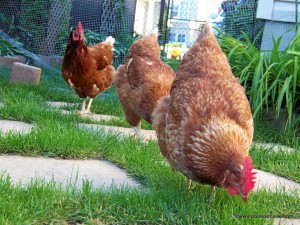des poules sur une pelouse