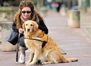 Un chien d'aveugle aupres De Sa Maitresse