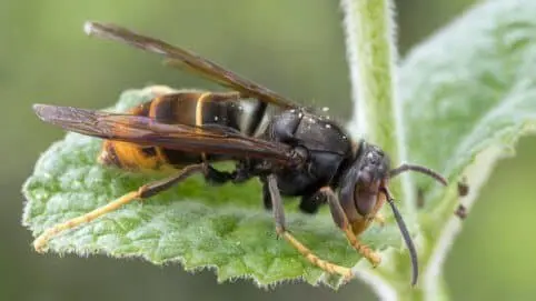 un frelon asiatique posé sur une feuille
