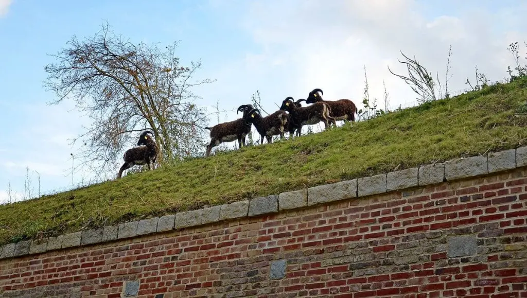 éco pâturage: des chevres sur de l'herbe