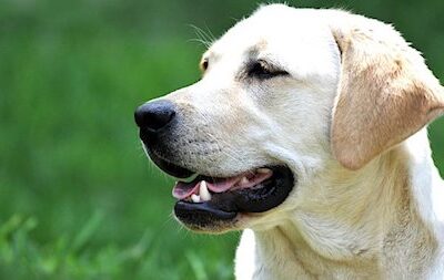 Le Chien Ecouteur Aide Les Personnes Sourdes