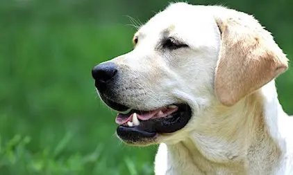 Le Chien Ecouteur Aide Les Personnes Sourdes