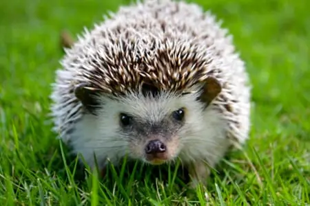 un hérisson