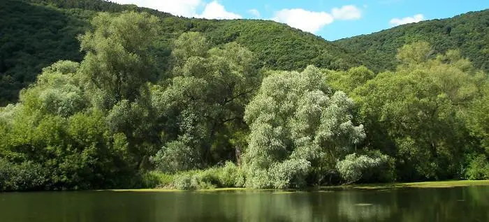 des arbres au bord de l'eau