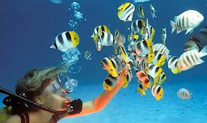 Le Salon De La Plongee Mettra En Avant La Nouvelle Caledonie