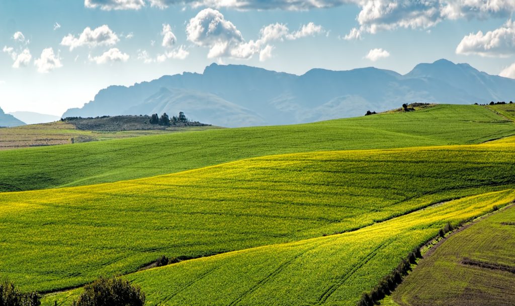 Canola Fields 1911392 1920