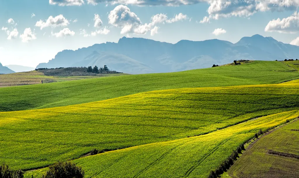 Canola Fields 1911392 1920
