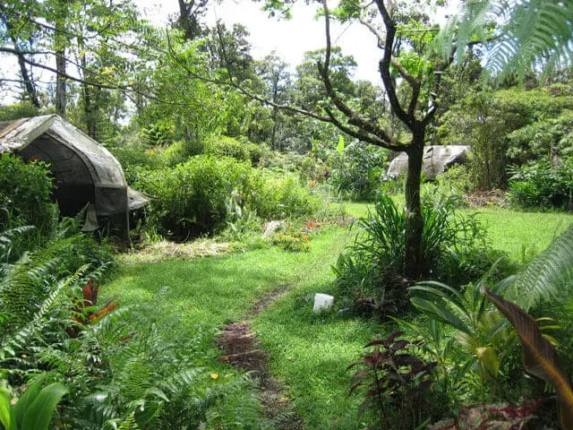 des arbres et de la végétations