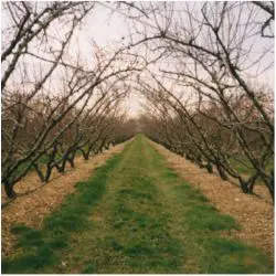 l'enherbement entre des vignes
