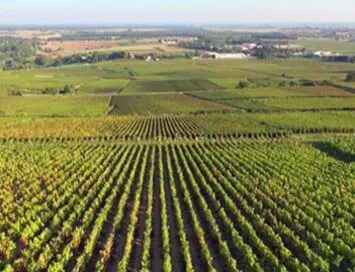 un vignoble de la Côte-d'Or