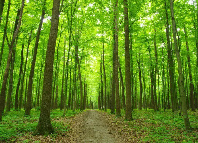 une forêt traversée par une allée