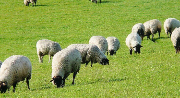 des moutons dans un champs